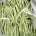 山东菏泽四季豆。芸豆油豆。大白