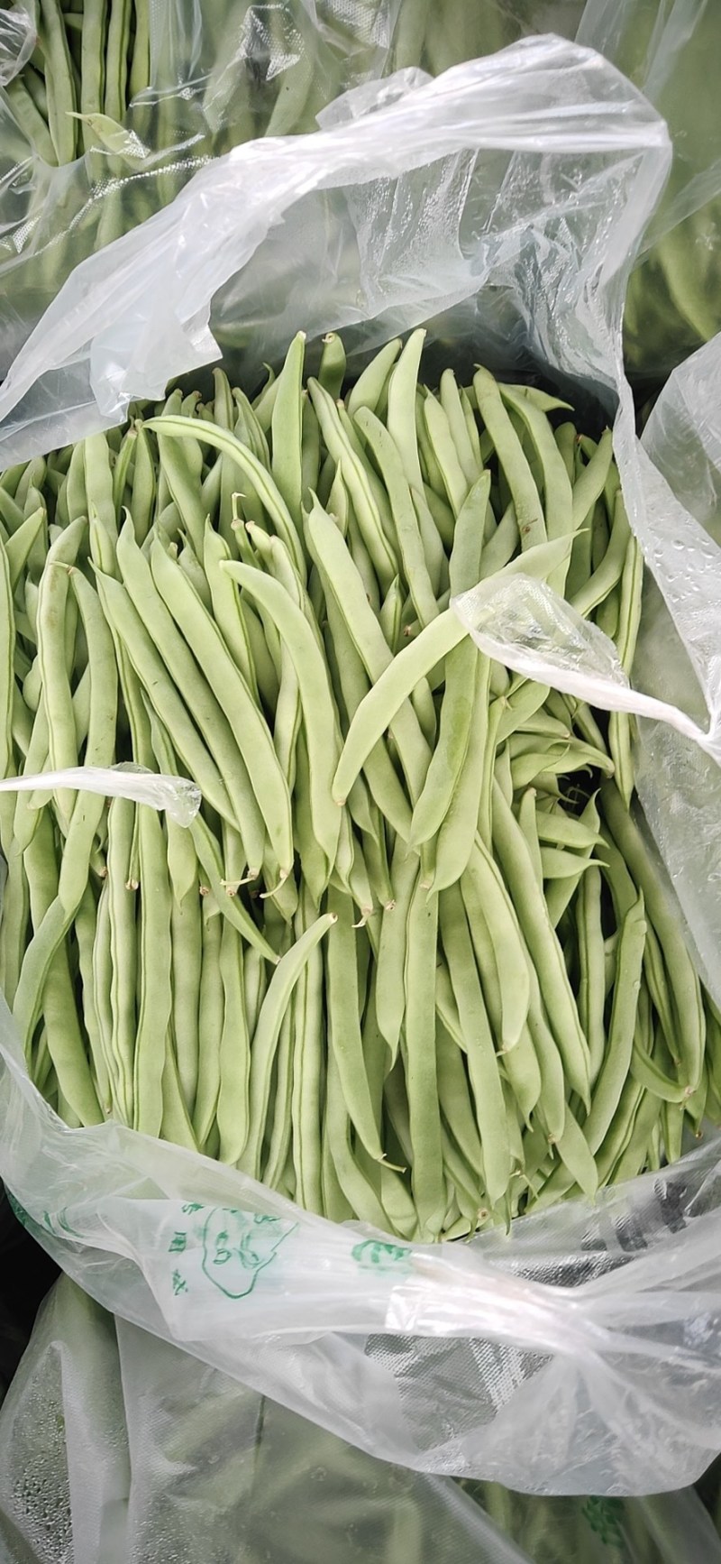 山东菏泽四季豆。芸豆油豆。大白