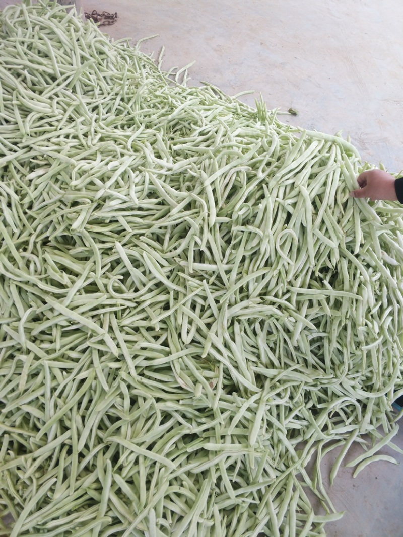 山东菏泽四季豆。芸豆油豆。大白