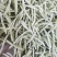 山东菏泽四季豆。芸豆油豆。大白