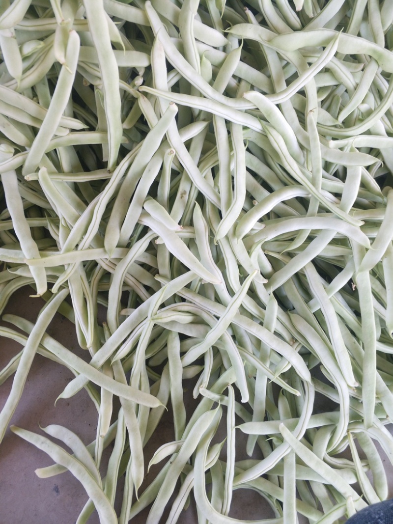 山东菏泽四季豆。芸豆油豆。大白