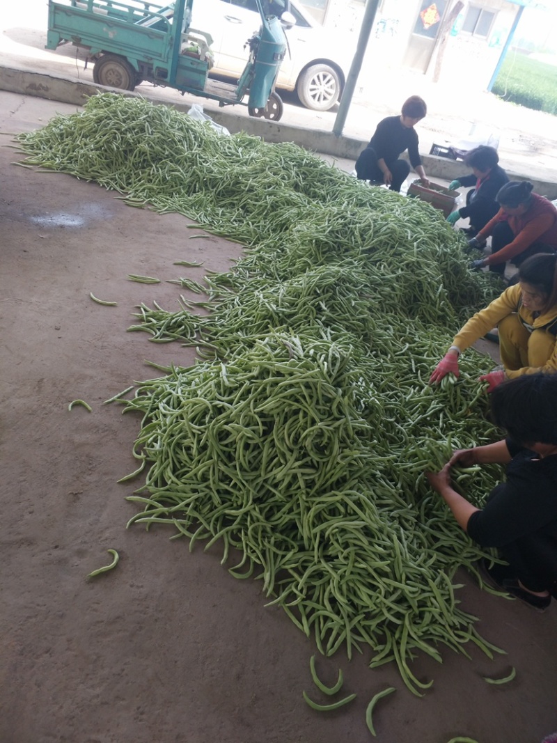山东菏泽四季豆。芸豆油豆。大白