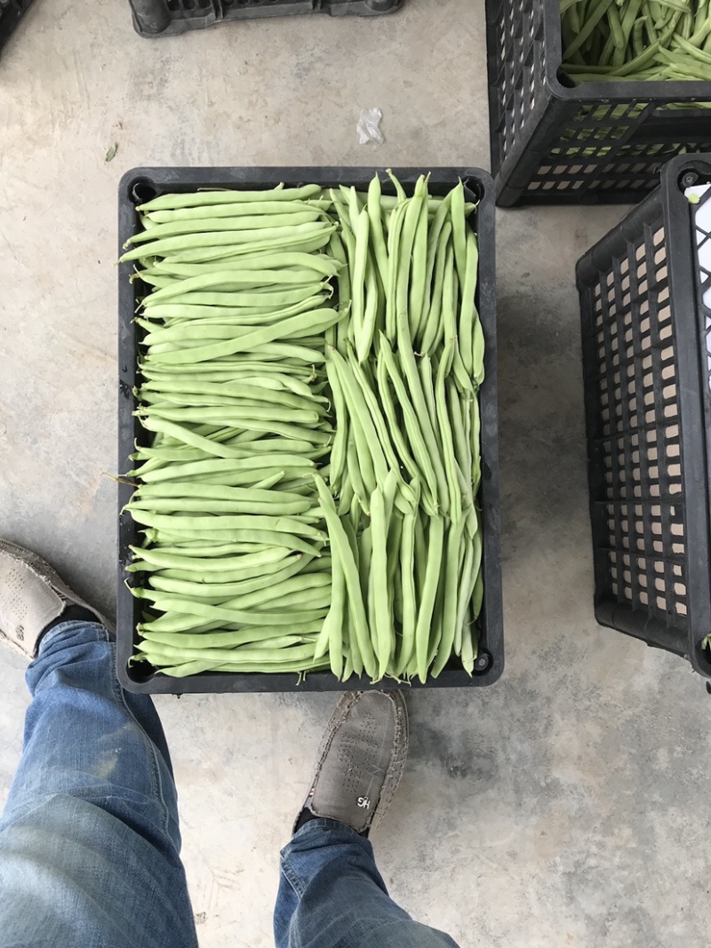 山东菏泽四季豆。芸豆油豆。大白