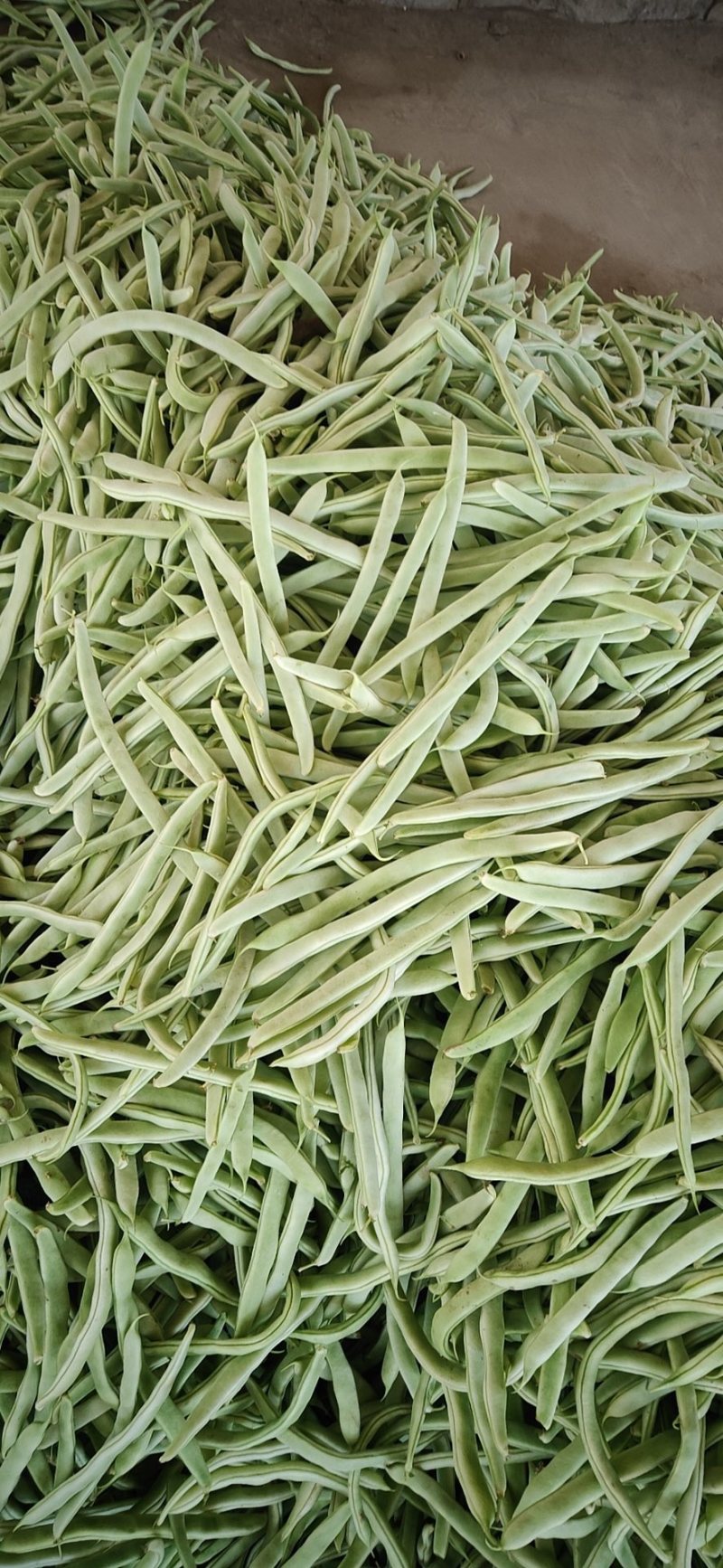 山东菏泽四季豆。芸豆油豆。大白