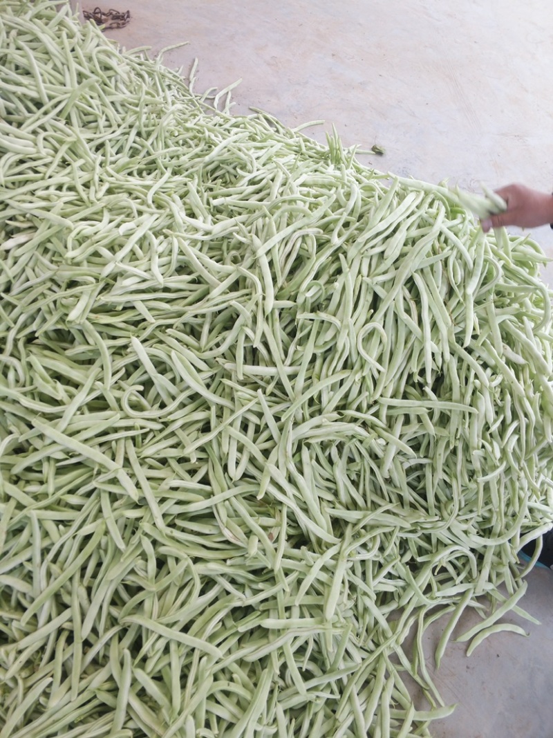 山东菏泽四季豆。芸豆油豆。大白