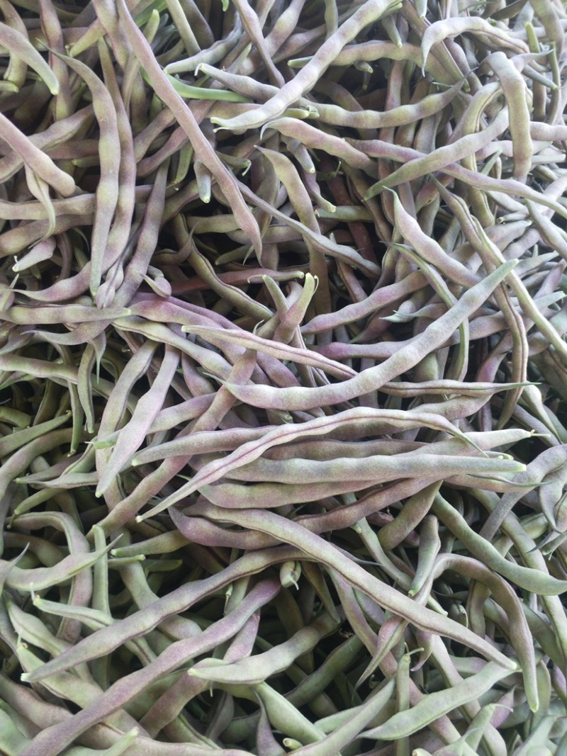 山东菏泽四季豆。芸豆油豆。大白
