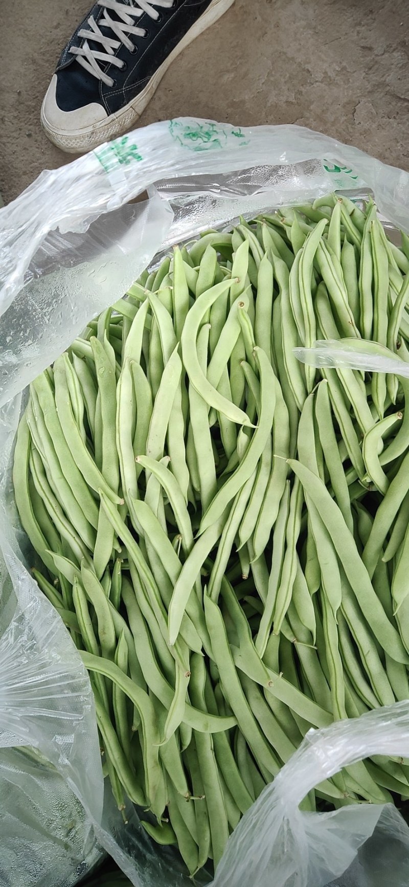 山东菏泽四季豆。芸豆油豆。大白