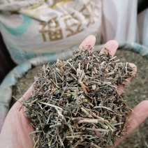 透骨草各种草类中药材批发各种规格中药材可私聊店主