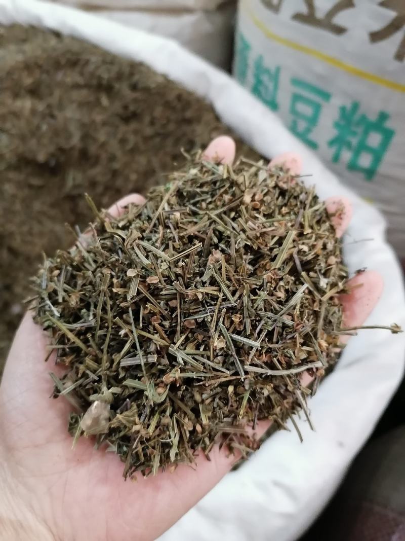 半枝莲各种中药材批发质量保证产地直销半枝莲