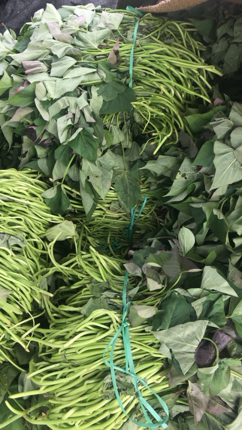 西瓜红大田红薯苗产地直销