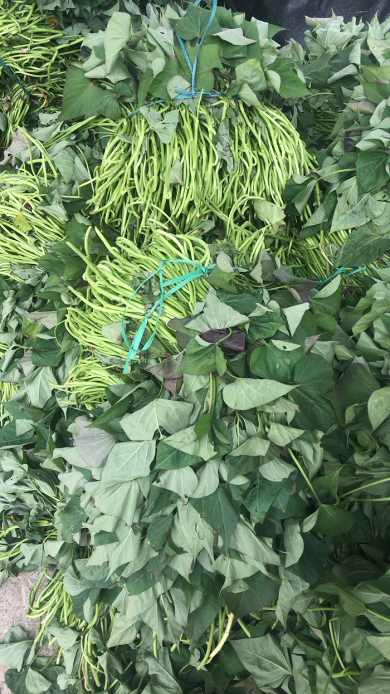 西瓜红大田红薯苗产地直销