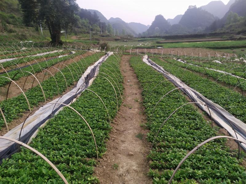 优质南板蓝根苗出售，种一年管三年。