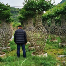 紫薇，桂林紫薇花瓶，造型紫薇，基地价格实惠，欢迎实地考察