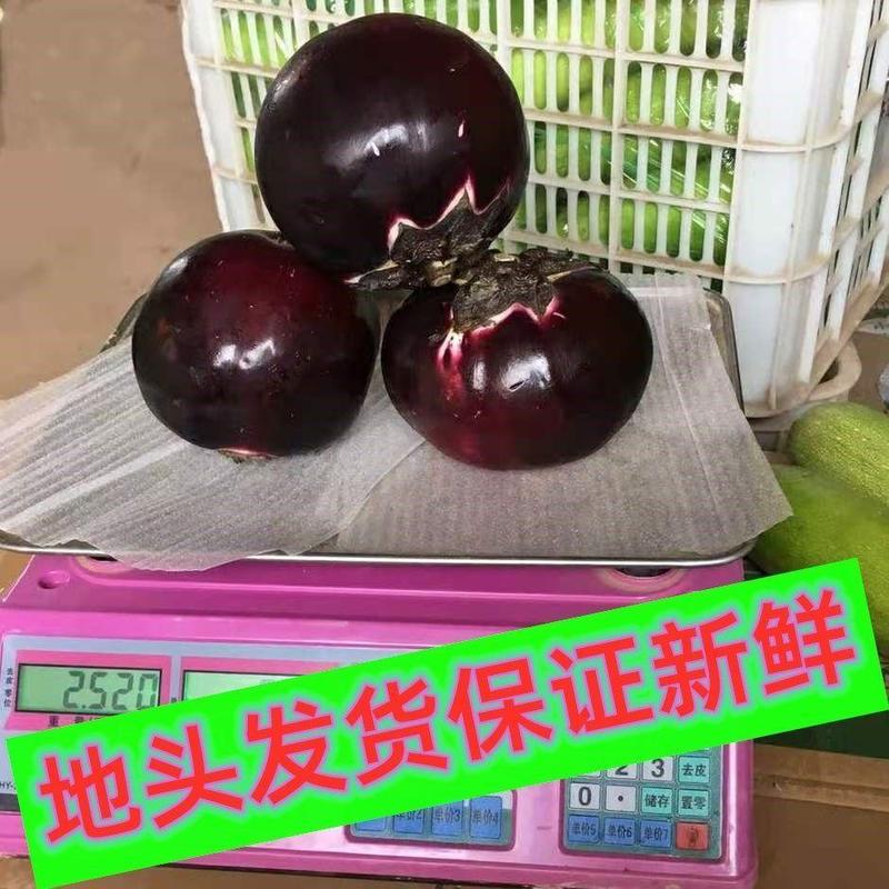 【茄子】山东紫光圆茄供应各大市场电商商超全国发货