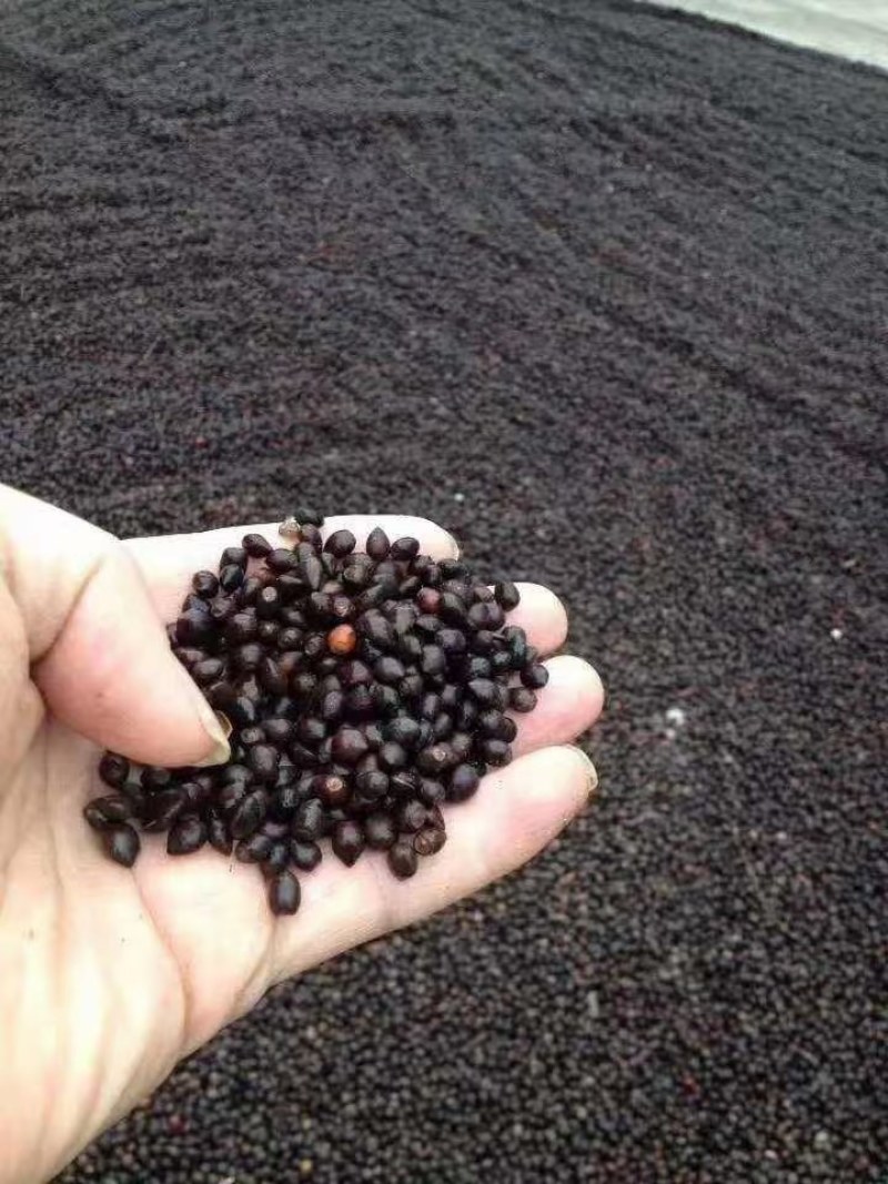 红豆杉种子浙江红豆杉种子大量供应
