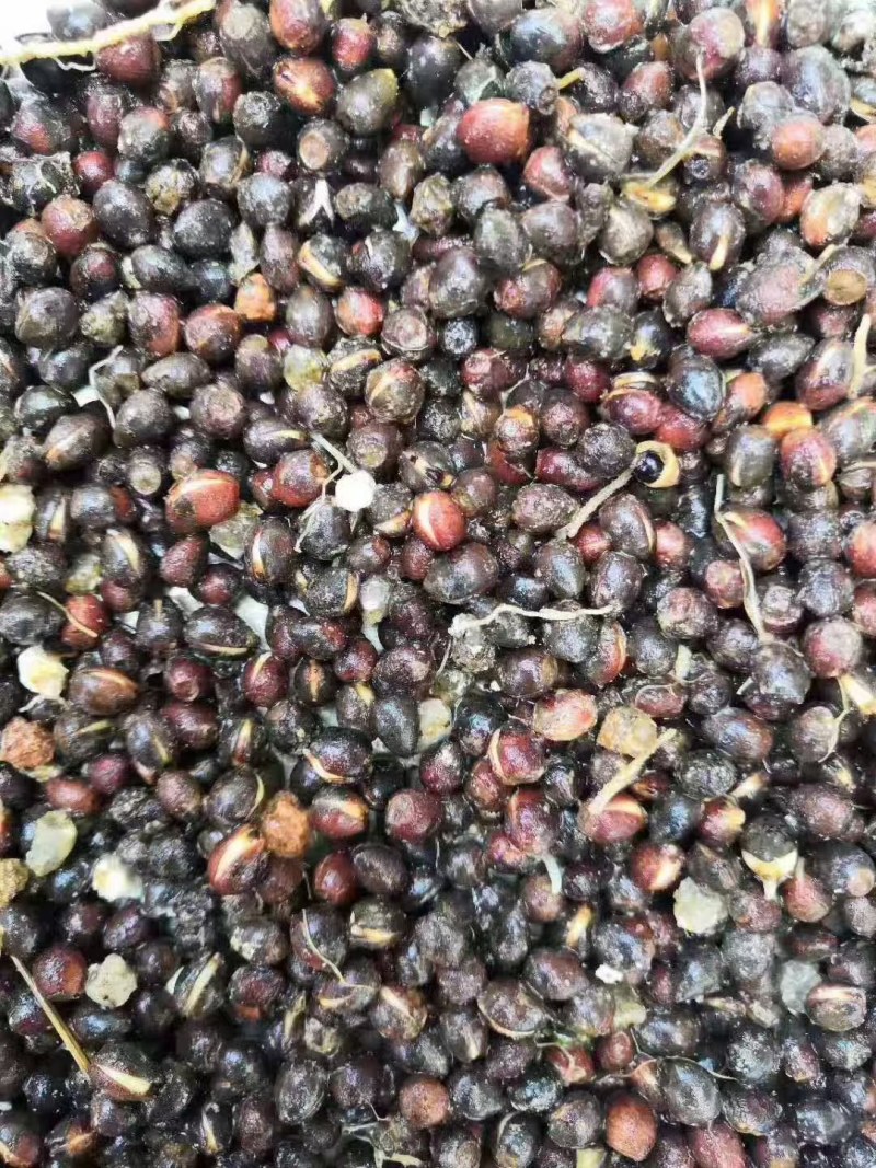 红豆杉种子浙江红豆杉种子大量供应