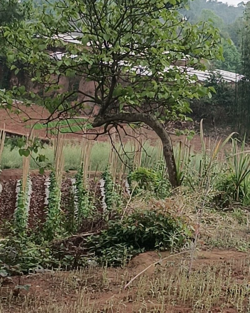 野生油桐树，风景树，园林树