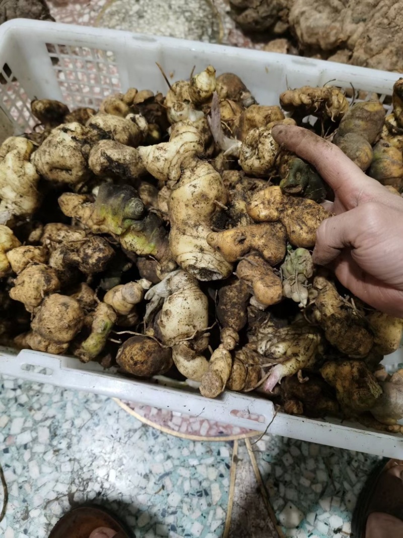 野生黄精鸡头红花滇黄精姜型黄精