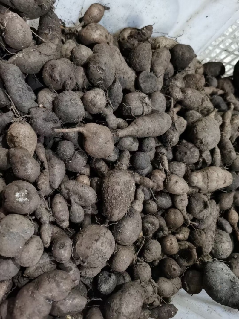 三叶青金线吊葫芦石老鼠鲜货三叶青靓货