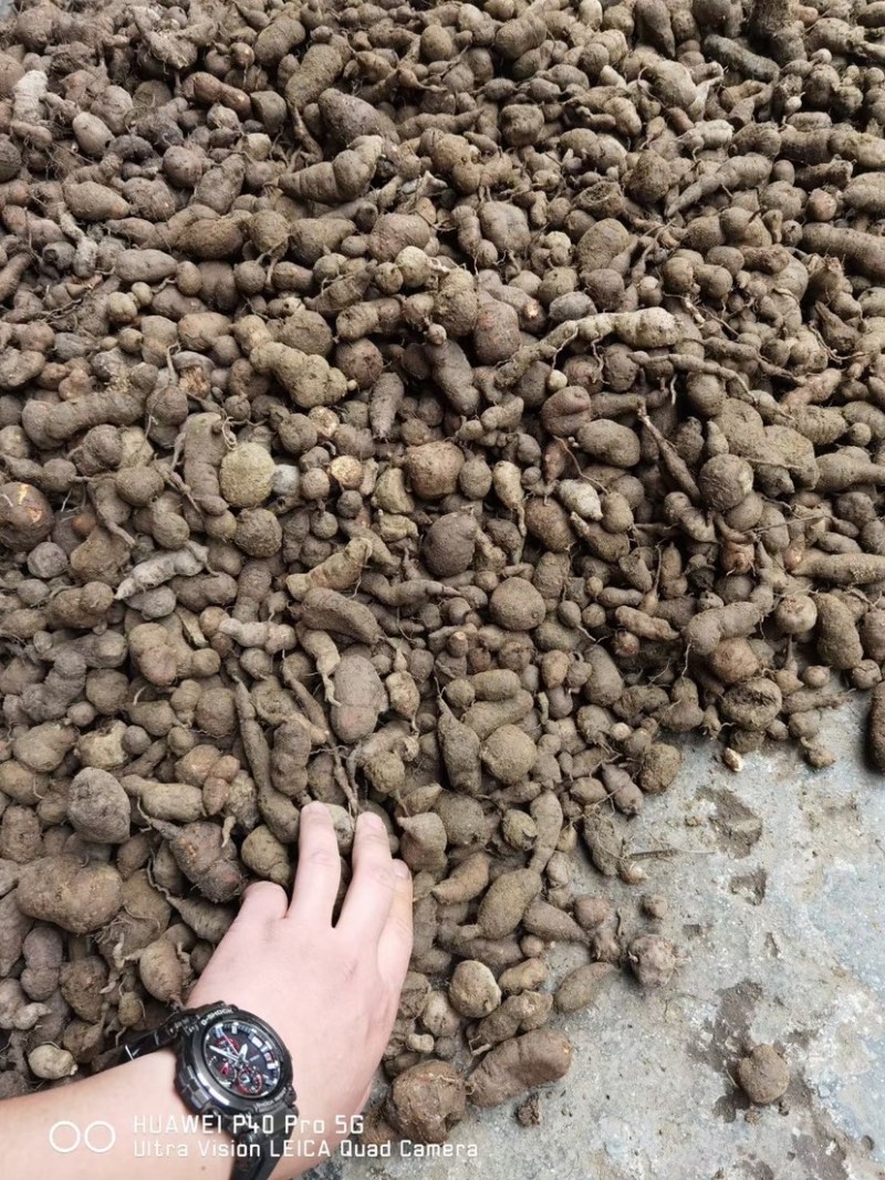 三叶青金线吊葫芦石老鼠鲜货三叶青靓货