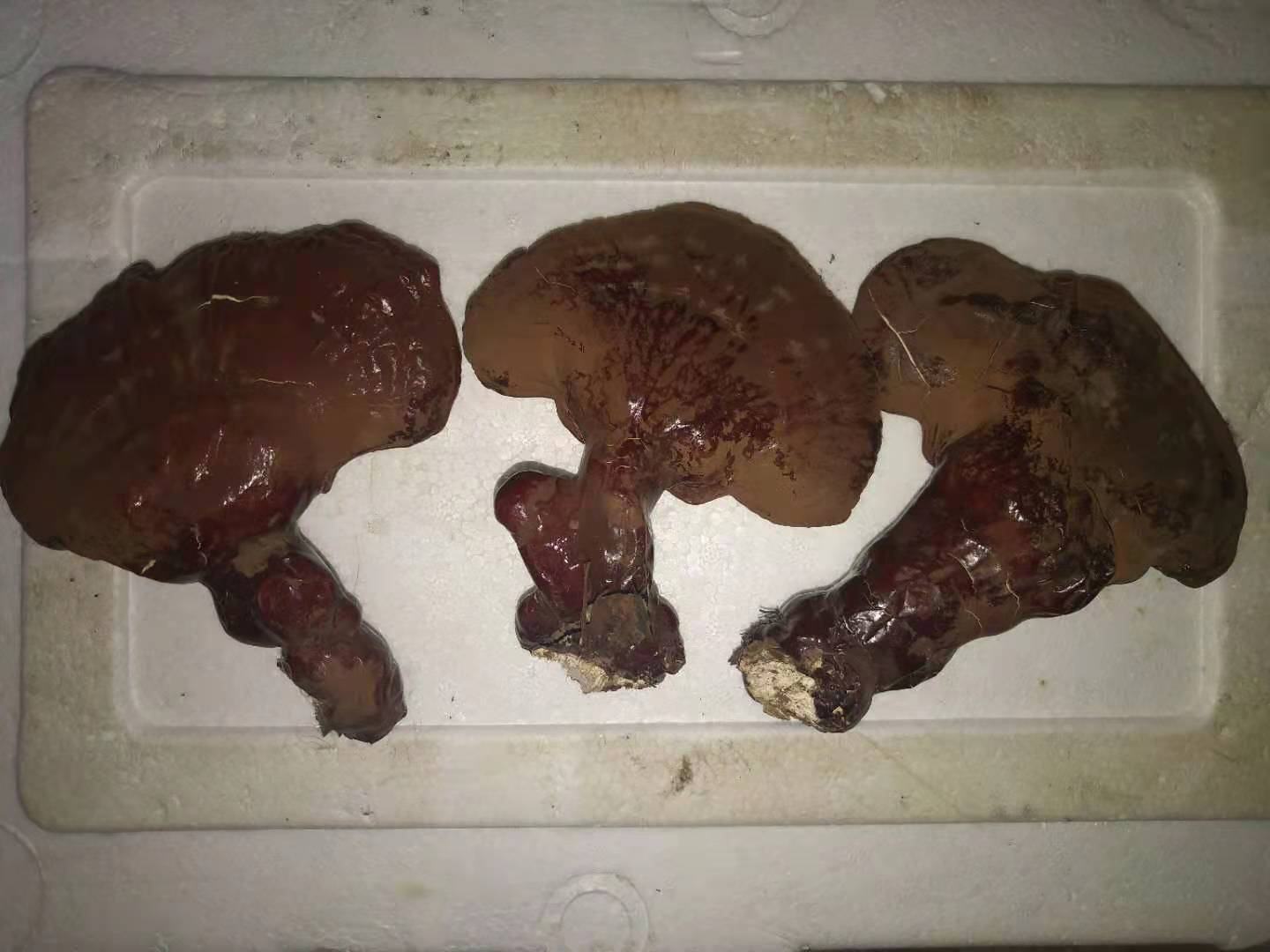 灵芝三萜分子结构示意图