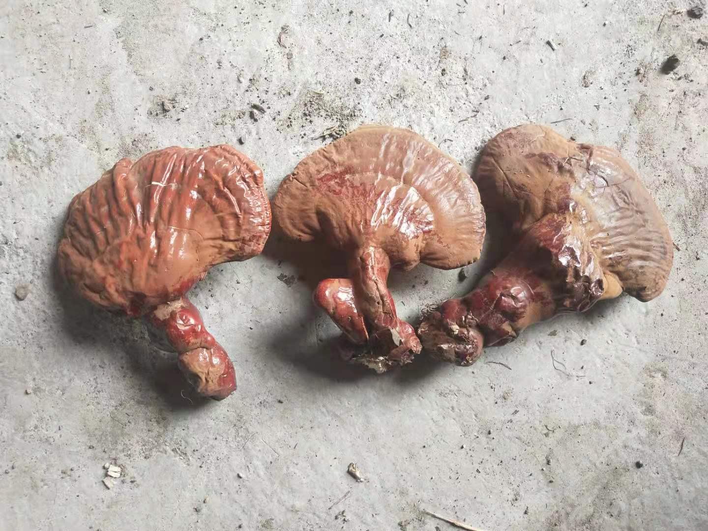 熟芝麻的储存容器示意图