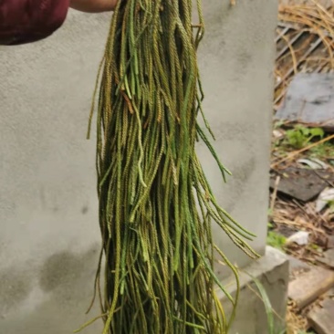 马尾伸筋草大量批发，需要的叫我。