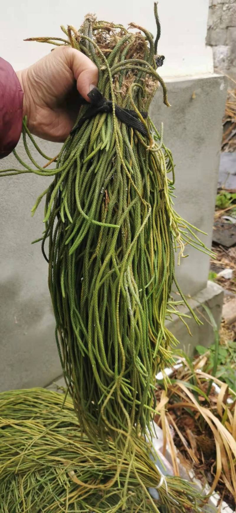 马尾伸筋草大量批发，需要的叫我。