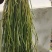 马尾伸筋草大量批发，需要的叫我。