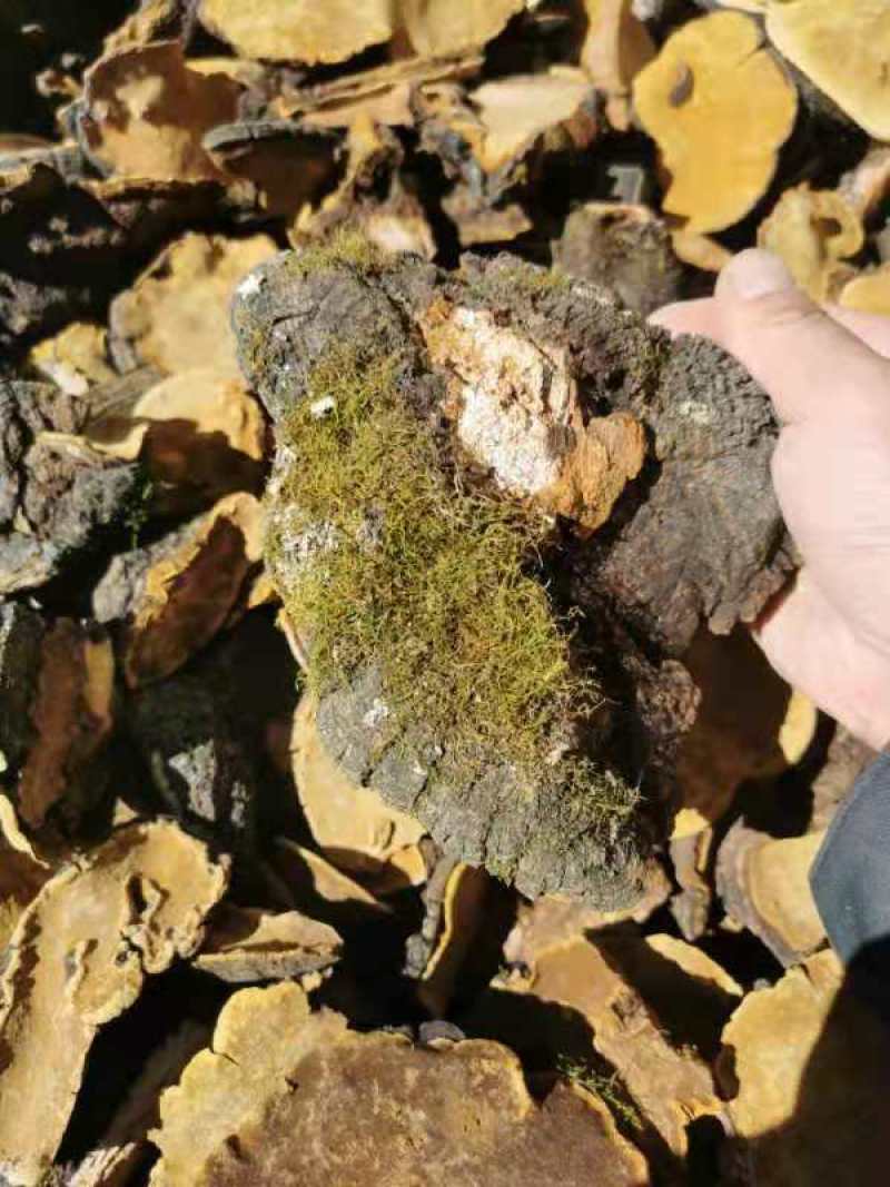桑树桑黄大量批发需要的老板联系我