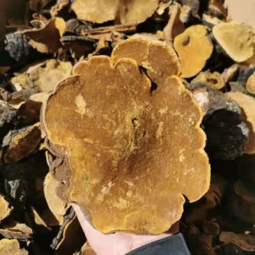 桑树桑黄大量批发需要的老板联系我