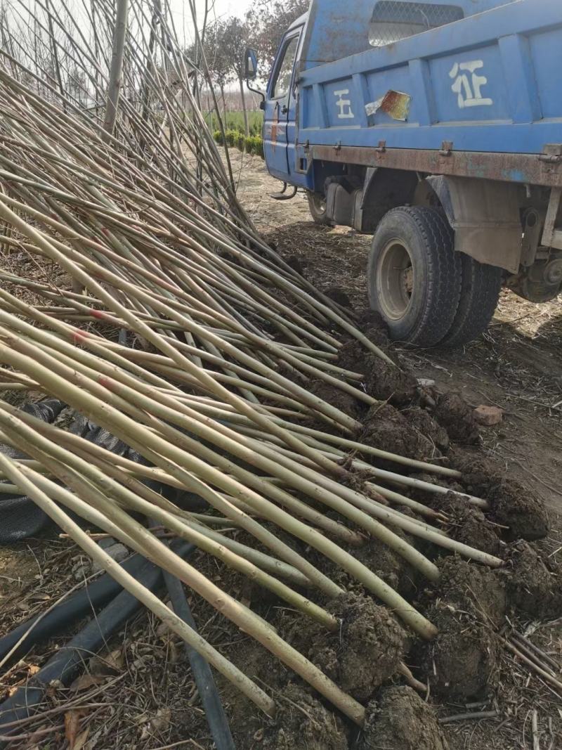 枫杨树苗2公分3公分4公分枫杨树苗基地批发价格
