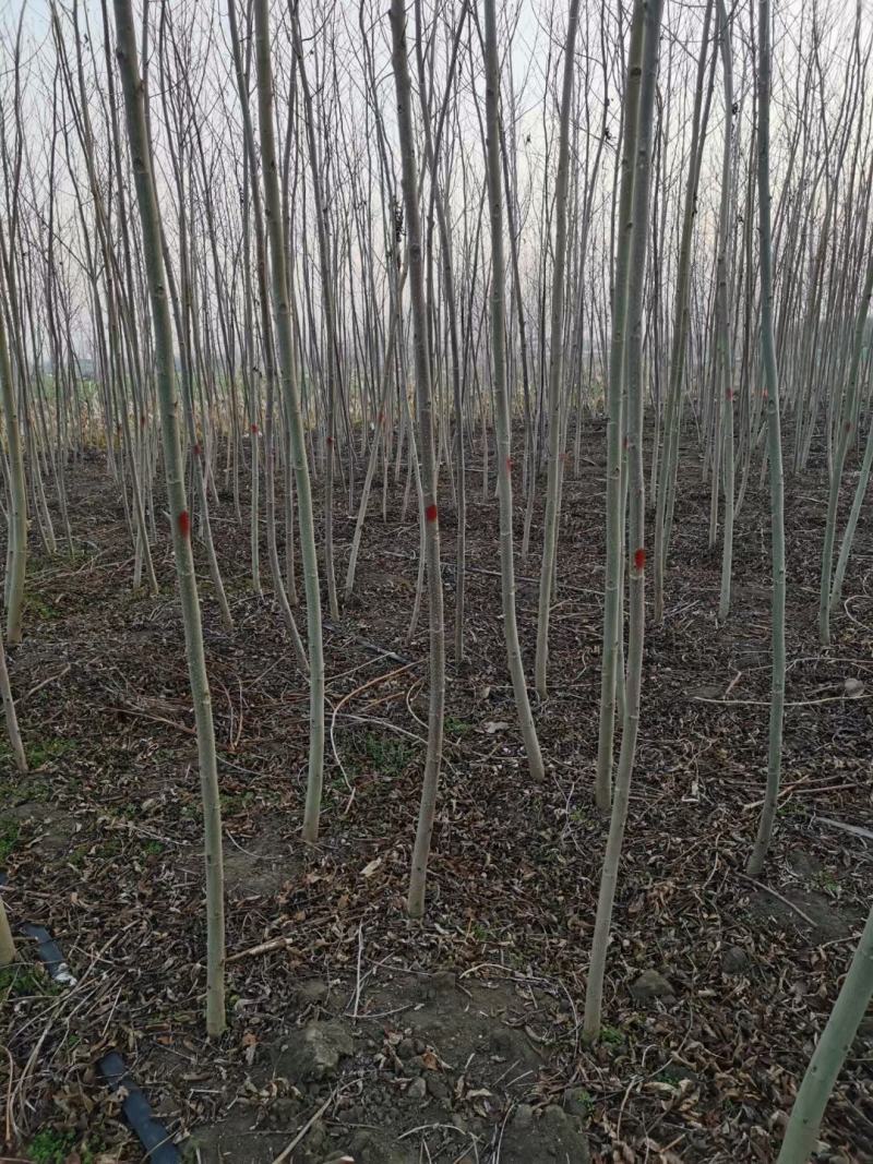枫杨树苗2公分3公分4公分枫杨树苗基地批发价格