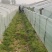 定陶南王8424西瓜4斤打底8成熟1茬质量好