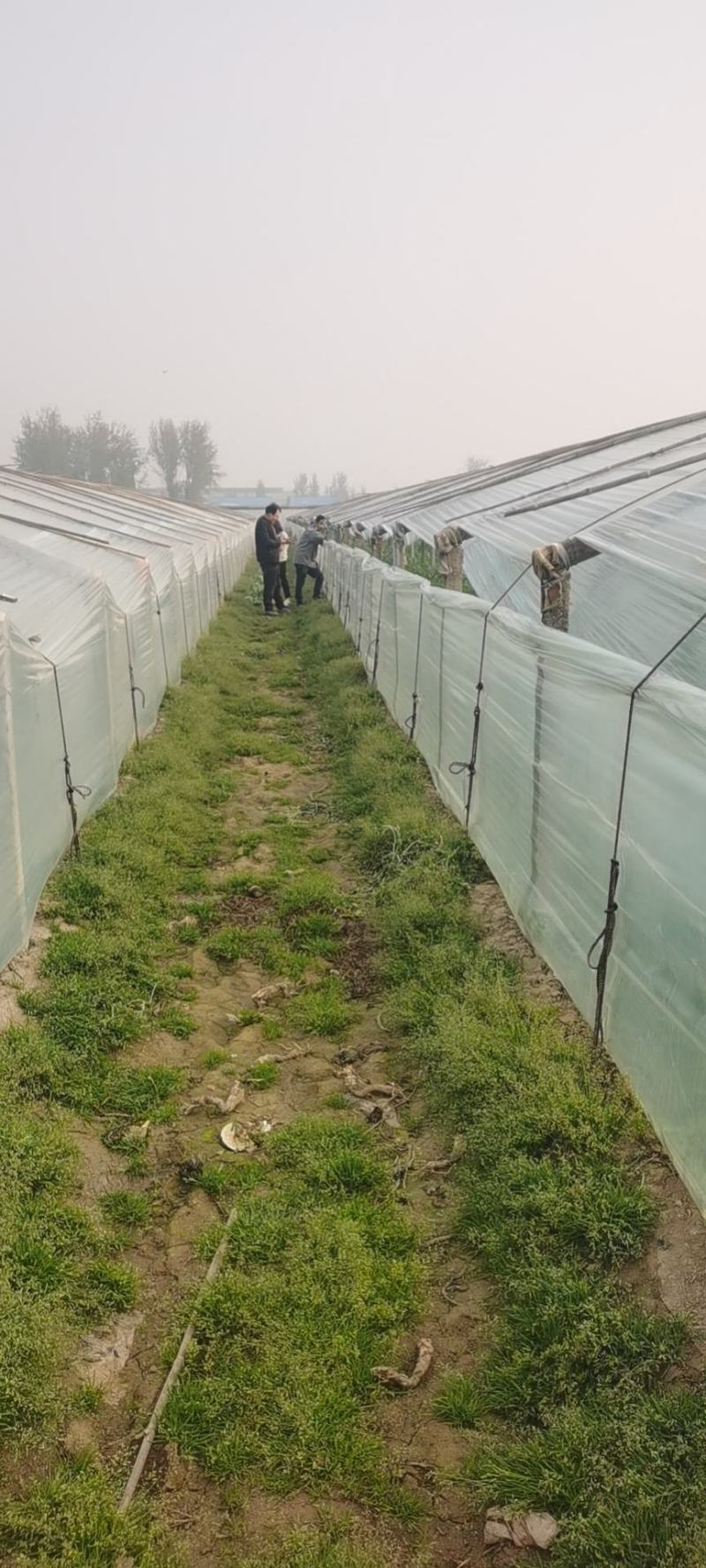 定陶南王8424西瓜4斤打底8成熟1茬质量好
