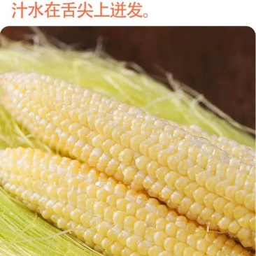 小玉米笋无农药新鲜蔬菜迷你玉米芯水果玉米捧籽玩摘玩发包邮