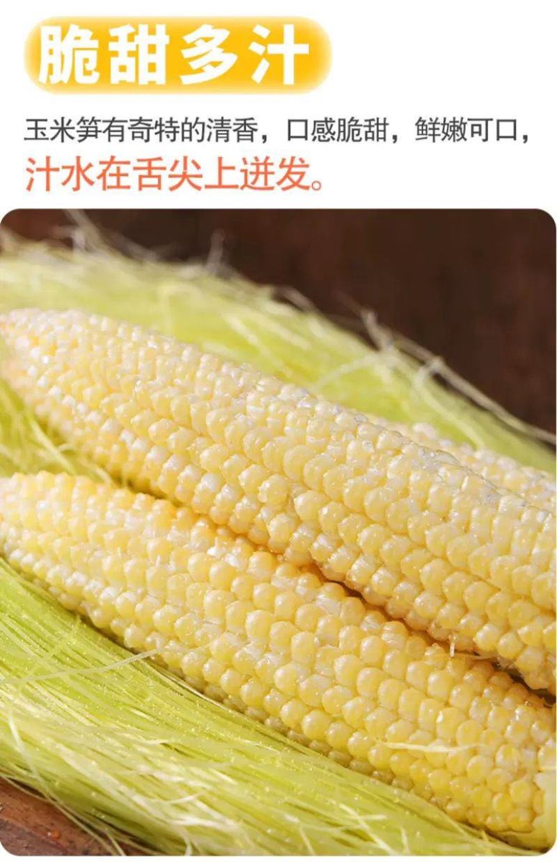 小玉米笋无农药新鲜蔬菜迷你玉米芯水果玉米捧籽玩摘玩发包邮