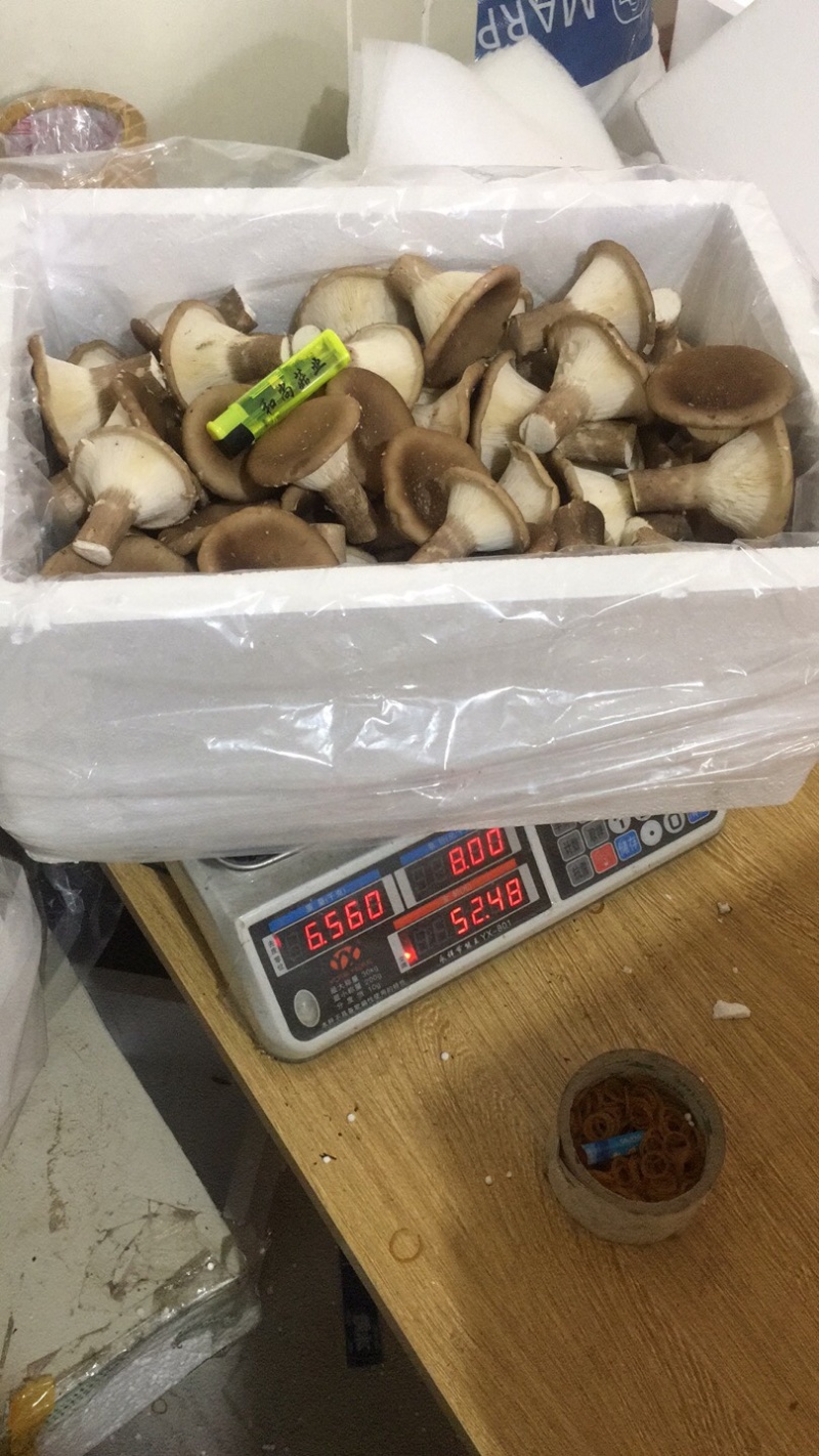 各种菌类特价，厂方直销