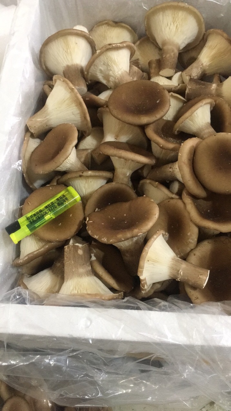 各种菌类特价，厂方直销