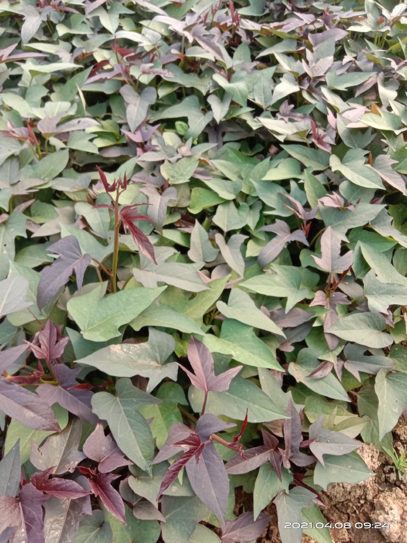 西瓜红红薯苗、玛莎莉红薯苗、商薯19红薯苗、紫罗兰红薯苗