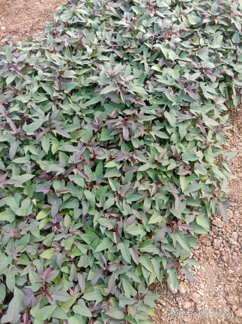 西瓜红红薯苗、玛莎莉红薯苗、商薯19红薯苗、紫罗兰红薯苗