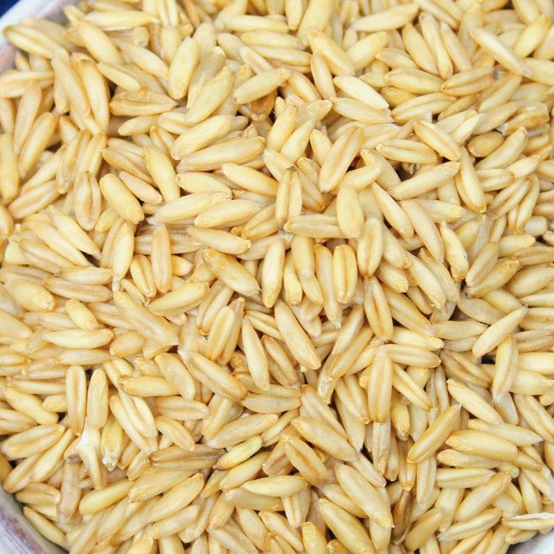 新货燕麦米5斤农家自种五谷杂粮粗粮燕麦米多省包邮免运费