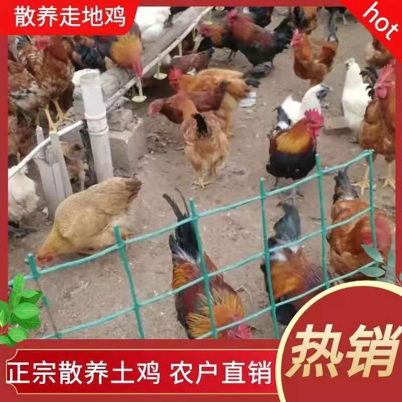 土鸡老母鸡散养土鸡农家散养笨鸡走地鸡2年母鸡