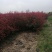 红叶石楠苗江西红叶石楠苗大量供应