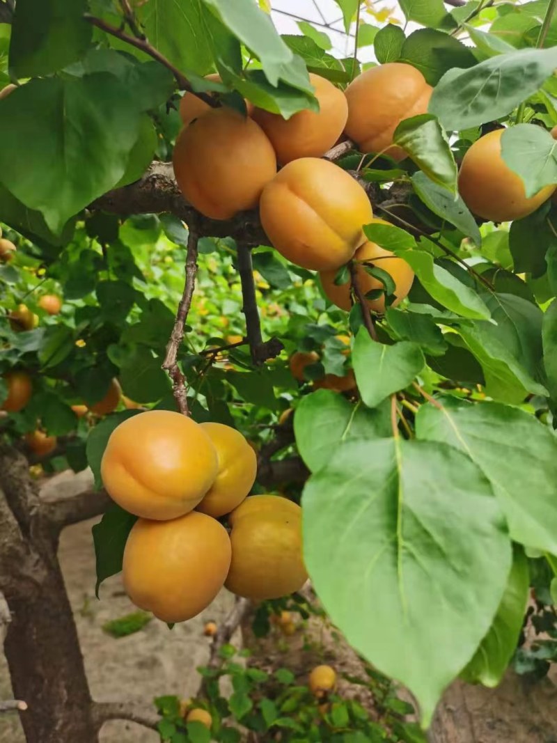 温棚金太阳杏已经上市，需要的老板联系