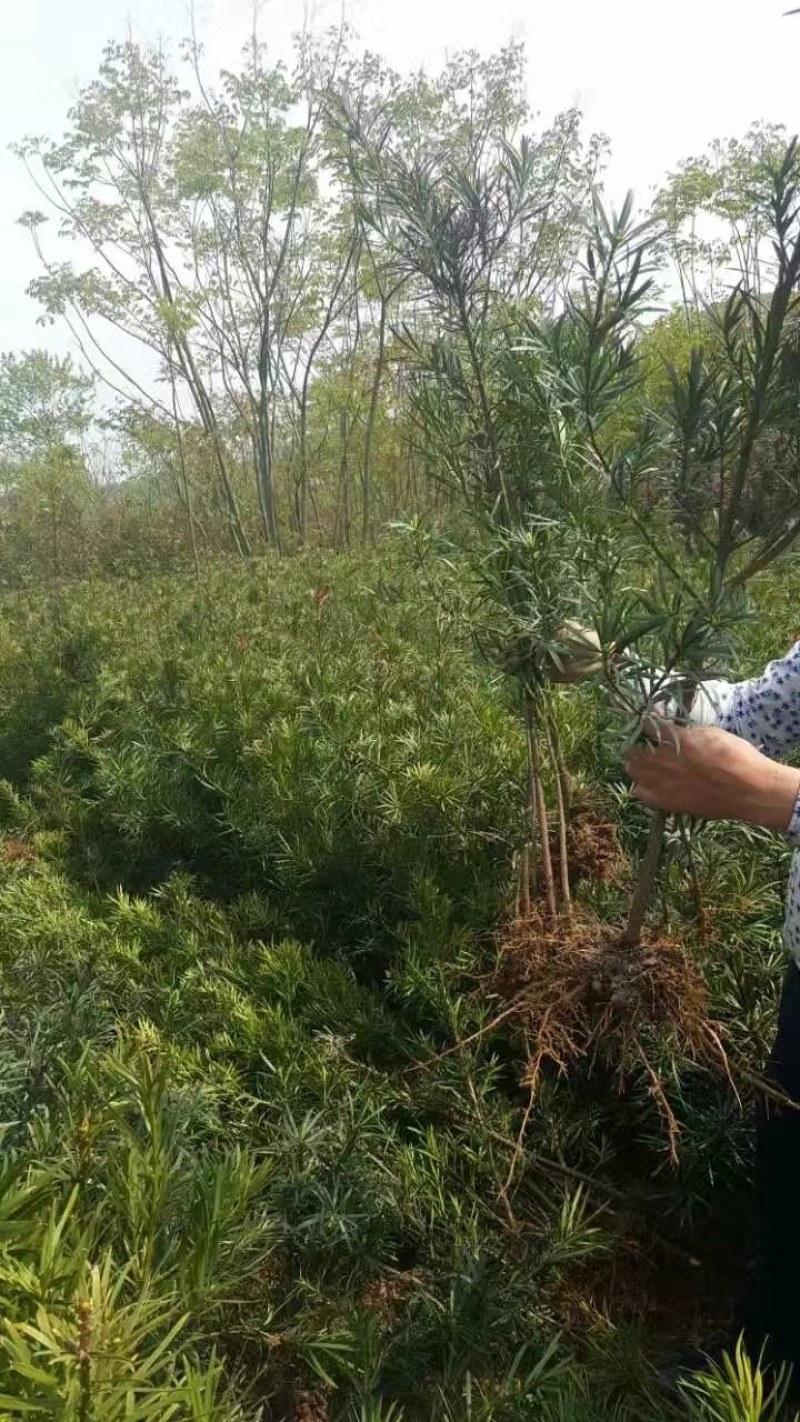 红豆杉苗浙江红豆杉苗大量供应