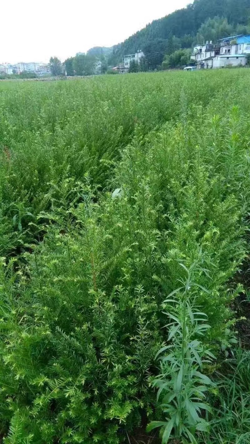 红豆杉苗浙江红豆杉苗大量供应