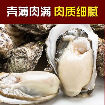山东乳山[乳山生蚝精品]包肥肥度饱满，产地直供新鲜