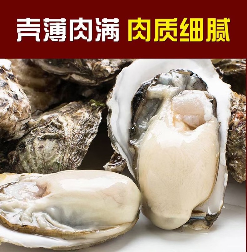 山东乳山[乳山生蚝精品]包肥肥度饱满，产地直供新鲜