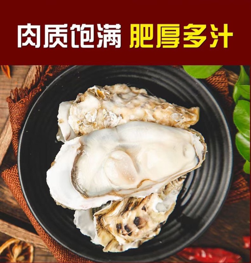 山东乳山[乳山生蚝精品]包肥肥度饱满，产地直供新鲜